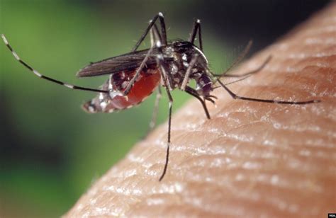 Scientists Find A New Way To Kill Disease Carrying Mosquitoes