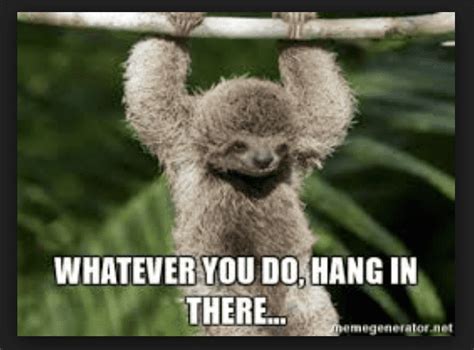 20 Hang In There Meme To Motivate You