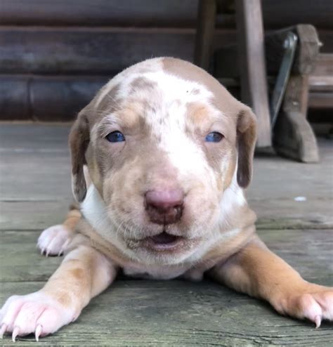Catahoula Leopard Puppies For Sale Chillicothe Oh 247666