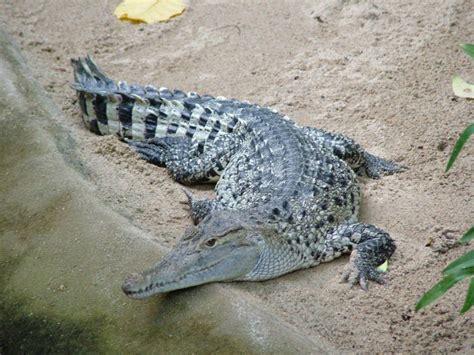 Крокодил описание животного фото интересные факты ареал обитания
