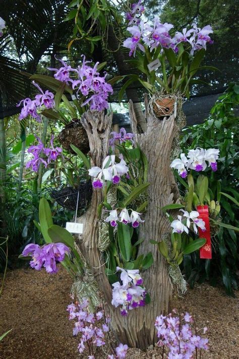 How To Keep Orchids Alive And Looking Gorgeous (With images) | Orchids