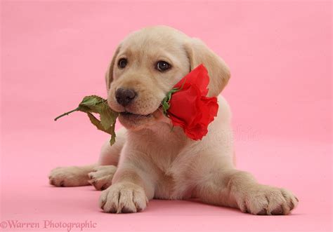 Dog Yellow Labrador Retriever Pup With A Rose Photo Wp33566