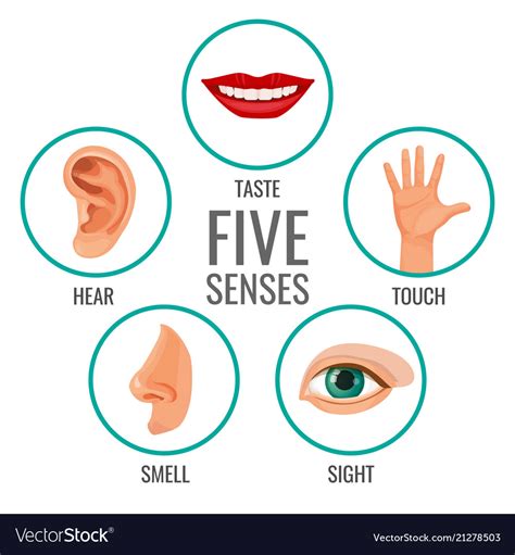 Five Senses Of Human Perception Poster Icons Vector Image