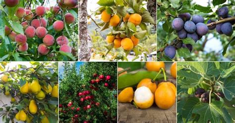9 Low Maintenance Fruit Trees Florida Florida Fruit Trees Fruits