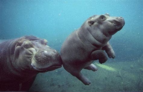 Baby Hippo Rpics