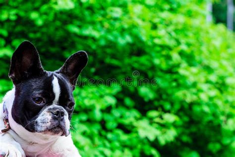 Little Cute French Bulldog Captured In Park Stock Photo Image Of Cute