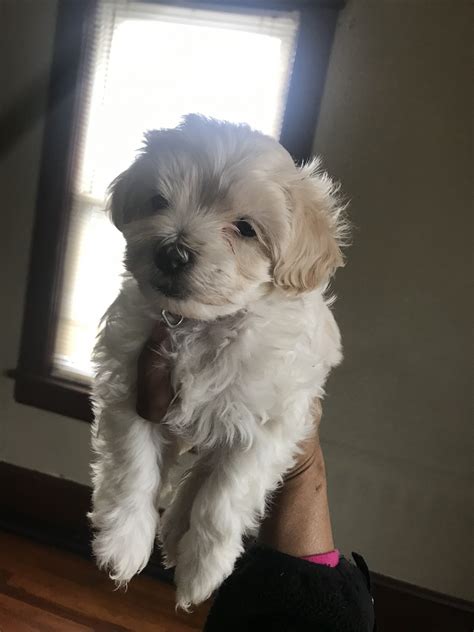 We offer health guarantee's on all puppies that leave our home. Maltipoo Puppies For Sale | Roanoke, VA #321744 | Petzlover