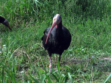 Picture 3 Of 5 Ibis Threskiornithidae Pictures And Images Animals