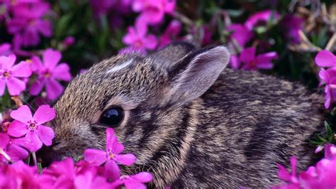 Springtime Animals And Flowers Wallpaper 67 Images