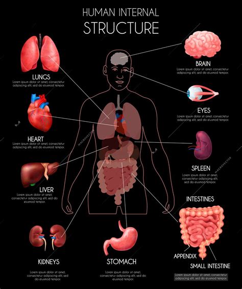 Stomach ribs lungs picture : Realistic human internal organs infographics with lungs ...