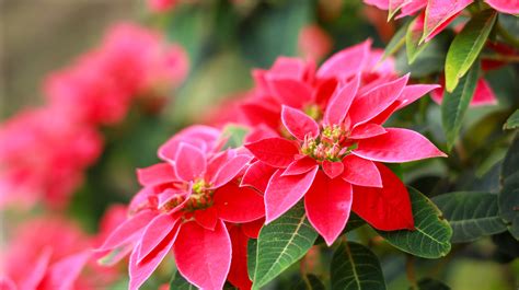 Poinsettias Everything You Should Know Before Planting