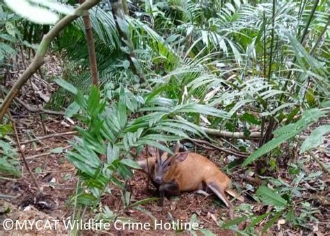 Reports On Protect The Malayan Tiger And Restore Its Habitat Globalgiving