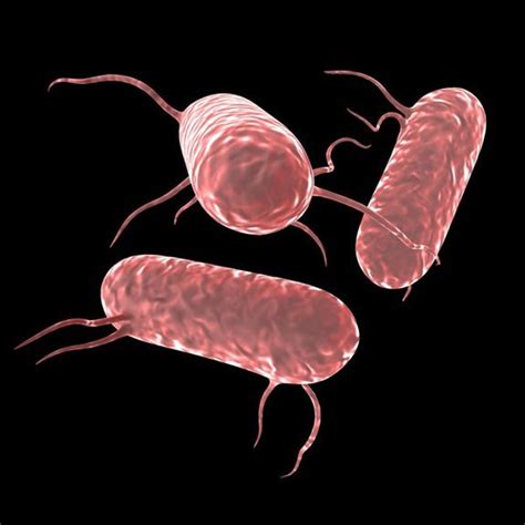 Listeria monocytogenes is the species of pathogenic bacteria that causes the infection listeriosis. Salmonella Bacteria 3D Model