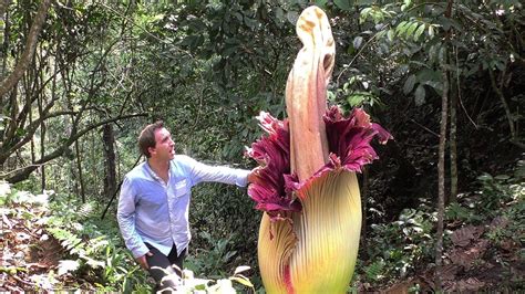 Wedding bouquet for the bride. World's BIGGEST Flowers! (World's Most Spectacular Plants ...