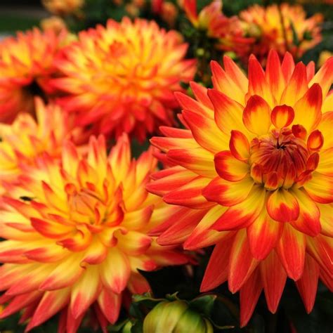 The Only Flowers You Need For A Standout Fall Garden Fall Flowers