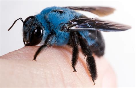 Blue Carpenter Bee Bumblebee Xylocopa Caerulea