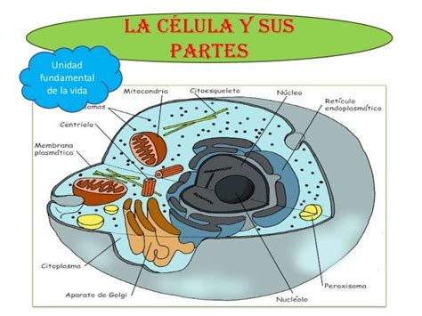 Estructura Y Partes De La Celula Eucariota Abc Fichas Gambaran