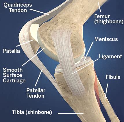 In man, some 10 to 20 muscle fibres are connected to one tendon organ. Knee Pain due to Patellofemoral Disorders & Treatments | HSS