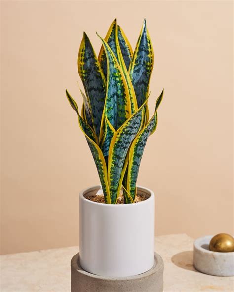 The Best Fake Snake Plant - With Comparison Photos | Apartment Therapy