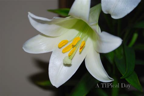 Easter Lily Care And A Few Other Pretty Arrangements ~ A Tipical Day