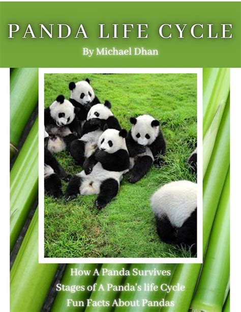 Stages Life Cycle Of A Panda Lifecycle Of A Panda My Passion Blog
