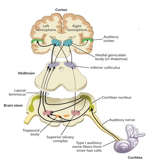 Auditory Nerve Pathway Diagram