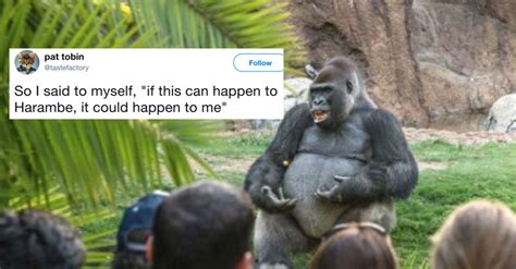 The Internets Hottest New Meme Is This Gorilla Giving A Ted Talk