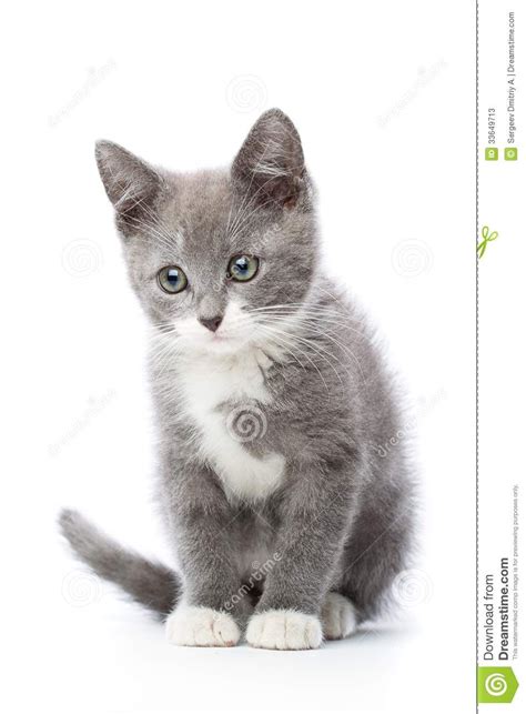 Cute Gray And White Kittens Gray Kitten Upset Gray Kitten