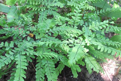 Ferns For Your Garden Westside News Inc