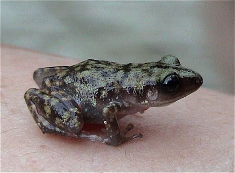 Frogs From Beyond Extinction Atlas Obscura Frog And Toad Salamander