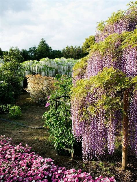 17 Best Images About Wisteria Flower Power On Pinterest Gardens