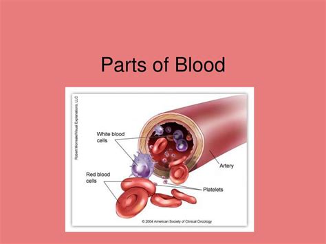 Ppt Parts Of Blood Powerpoint Presentation Free Download Id3727639