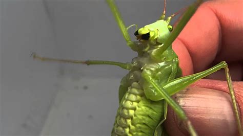 Pterophylla Species Camellifolia Common True Katydid Youtube