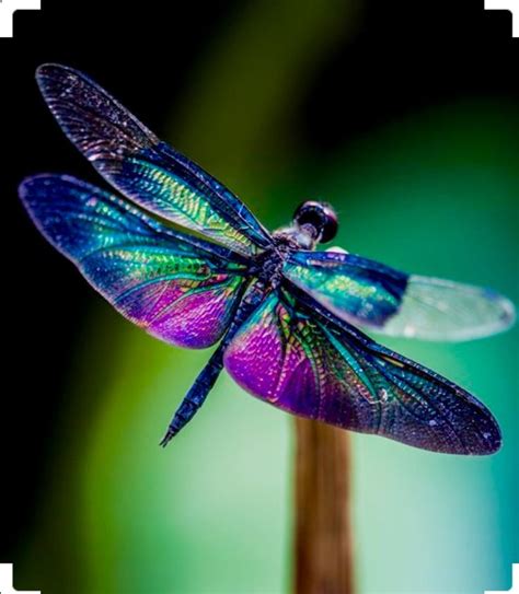 Pin By Maria Enrica On Just Cool Dragonfly Photos Dragonfly