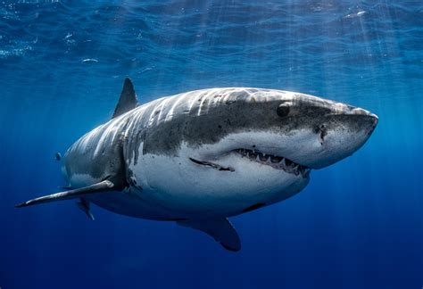 Shark Eyesight — Save The Sharks