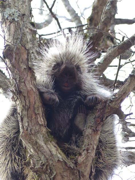 Porcupine Paws Digital Photo