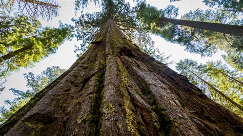 Scientists Have Discovered A Way To Make Trees Grow Bigger And Faster