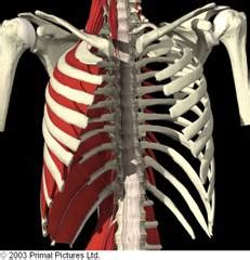 But if they … treating sore rib cage muscles. Intercostal Muscle Strain - Bodymotion Spine & Sports ...