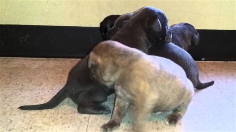 Gator pitbull, or otherwise known as the gator mouth pitbull, is actually a pitbull that is the direct do not buy from puppy mills, or from the individual who claims that they have gator pitbull for sale. Blue gator razor edge pitbull puppies - YouTube