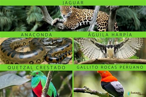 Flora Y Fauna De La Selva Peruana Y Sus Características Resumen E