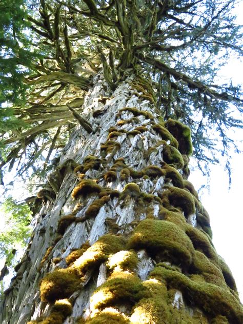 Vancouver Island Big Trees Worlds Largest Yellow Cedars Are On