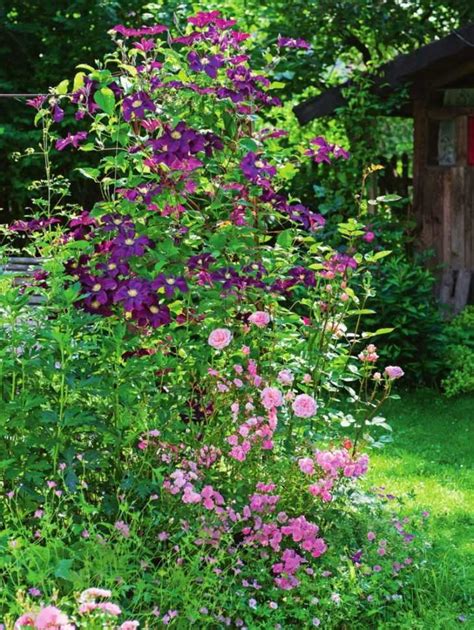 13 Fast Growing Climbing Plants For Fences In 2022