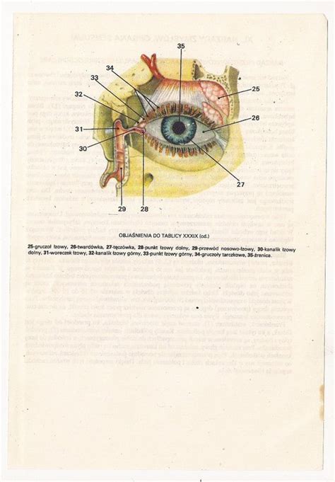 Vintage Anatomical Prints Eye Medical Diagrams Skull Skeleton From 629