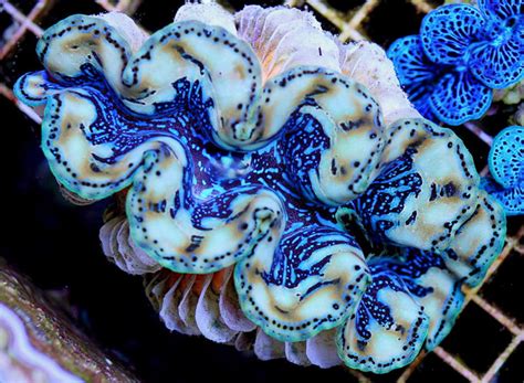 Giant Clams Are Even More Specialized To Harvest Light Than We Thought