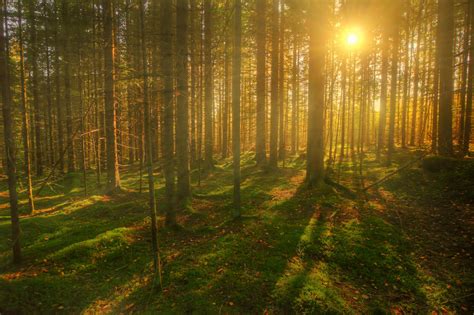 4k Forests Trees Fog Rays Of Light Hd Wallpaper Rare Gallery