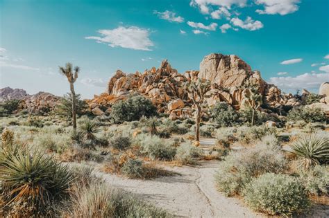 The Best Guide To Californias Joshua Tree National Park