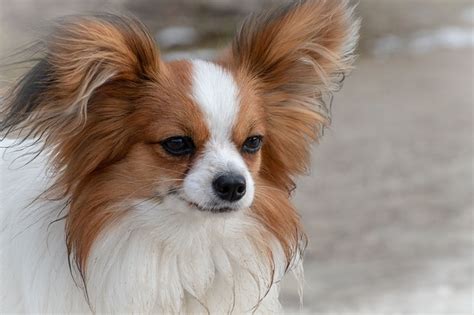 The fact that they have ears and paws that seem to be full grown when they are still just puppies makes them arguably one of the cutest… Small Dogs With Big Ears | The Smart Dog Guide