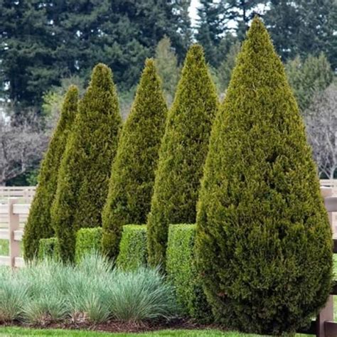 12 Cheap Fast Growing Privacy Trees Hedges And Shrubs