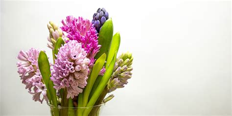 Check spelling or type a new query. Why you should send flowers this Mother's Day - Alistair ...