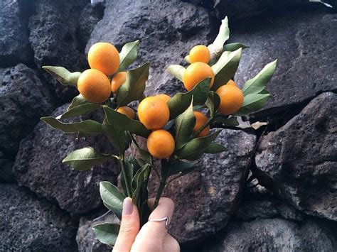 How To Grow Kumquats Complete Guide To Kumquat Tree Care